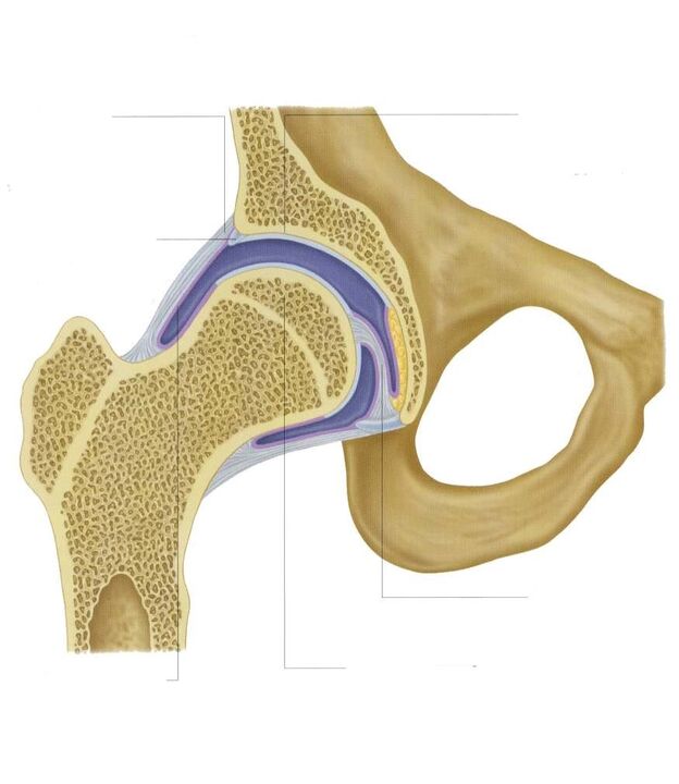 articulación de la cadera seccional