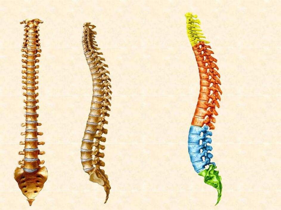 partes de la columna vertebral